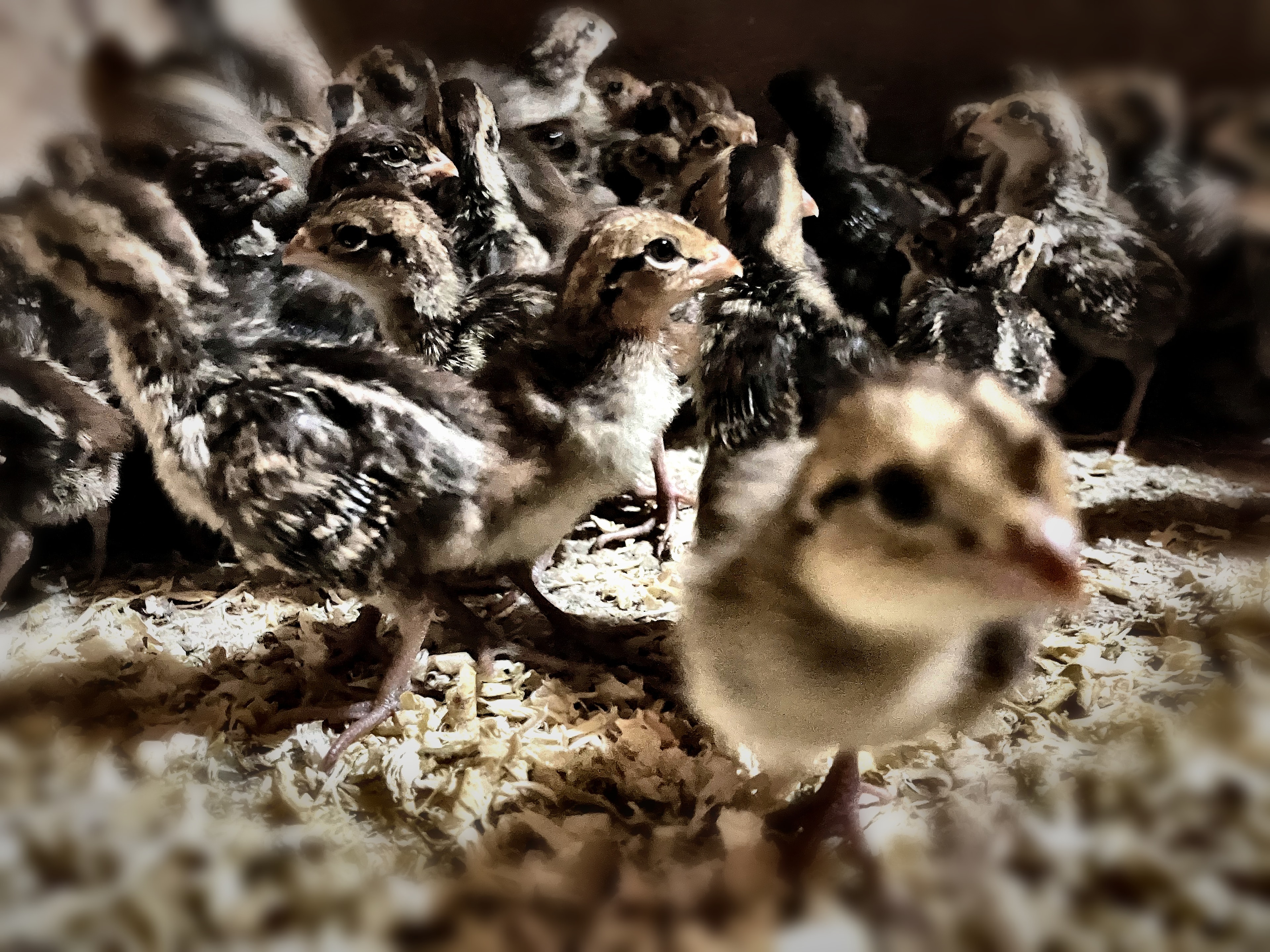 Day-old bobwhite quail chicks